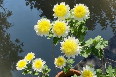 梅兰竹菊的寓意,梅花寓意百折不挠