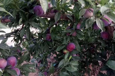 黑霸王李子苗的价格,一棵需要3-6元左右