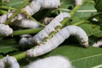 蚕的养殖方法,补催青时需要避免日晒