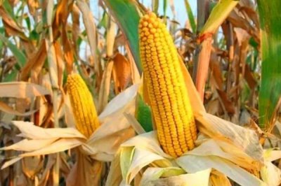 钱玉183玉米种子简介，种植密度每亩3500株