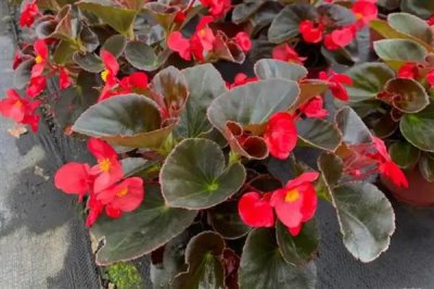 四季海棠可以常年开花吗，可以常年开花