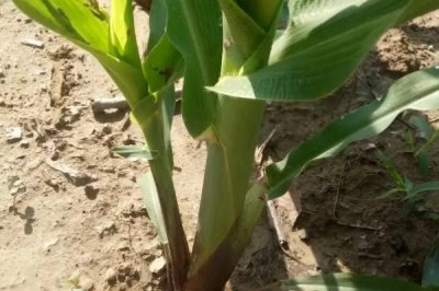 粒粒金339玉米种子特征特性,密度4000株/亩左右