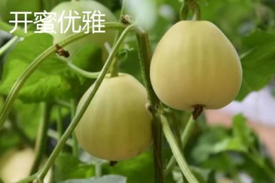 南方种甜瓜适合种什么品种,香妃、橙露、羊角蜜等品种皆可选择