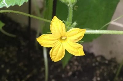 黄瓜只开雄花如何处理，平时要注意控温遮光