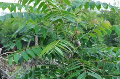 在家加工什么可以赚钱,小腌菜加工、糕点加工等项目值得考虑