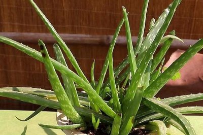 芦荟的施肥技巧，主要采用基肥和追肥这两种形式