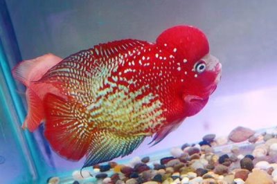 怎么让罗汉鱼快速起头,采取投喂专用饲料、照镜子、多换水等措施