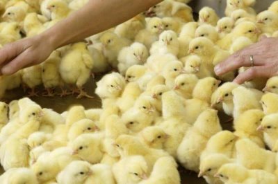 小鸡快死亡怎么处理，可尝试饲喂土霉素