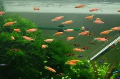 神仙鱼可以和什么鱼混养,以下7种都可选择