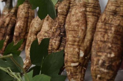 葛根的收获时间,通常为12月份至翌年2月份