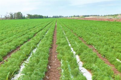 孜然怎么种，通常在三月底到四月初播种