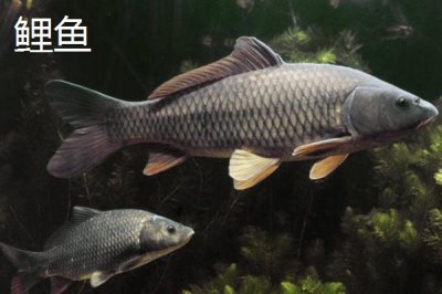 3.0号子线配几号鱼钩，可搭配10-11号伊势尼钩