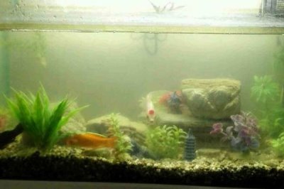 旧鱼缸的清洗方法,需先将鱼儿捞出再消毒