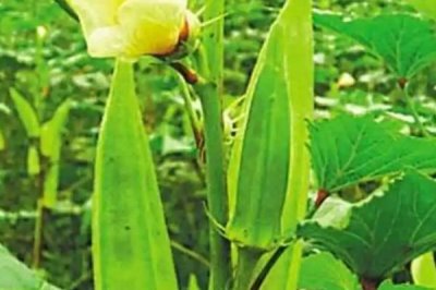 黄秋葵的品种介绍,常见以下7种优良品质