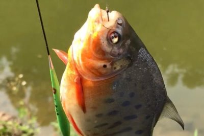 红鲳鱼的产地,红鲳鱼产自美洲