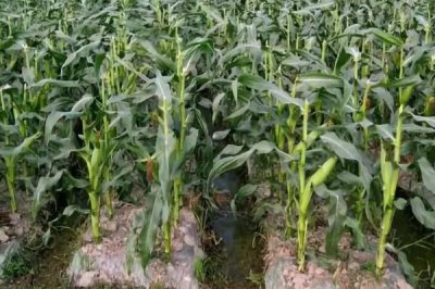 金粮527玉米品种的特性，密度6000株/亩左右