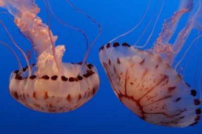 海蜇是什么,是一种无脊椎动物