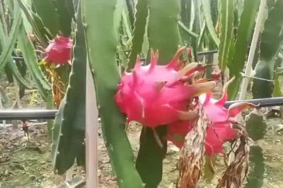 火龙果的产地,主要生产地区在越南、泰国等地