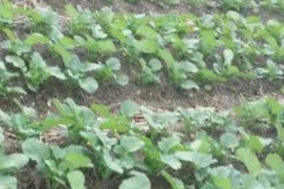 北方种油菜最晚几月，最晚也要在4月份全部种植完成