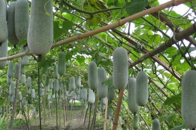 冬瓜老是掉瓜怎么办,最好在进入花期时便进行人工授粉