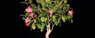 山茶花烂根的救治方式，首先将植株脱盆进行处理