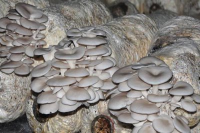 平菇出菇期管理技术,首先要调节好温度和湿度