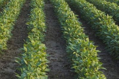 大豆的种植注意事项,需要科学的进行中耕