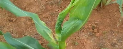 丹诚101玉米种子特点，种植密度3500-4000株