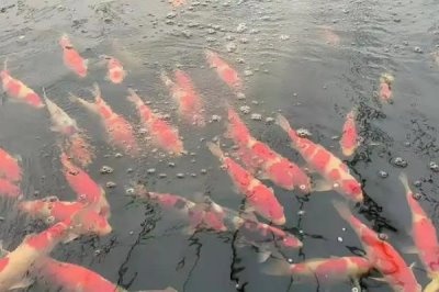 锦鲤如何过冬,首先要减少食物的投喂量