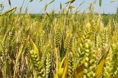 小麦的密度,不同级别的密度不同