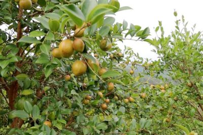 油茶的品种,有普通油茶、越南油茶,小果油茶等