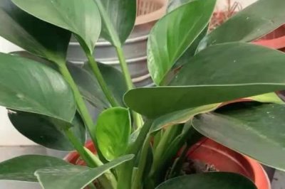 金钻叶子下垂的防治措施，控制好温度、湿度和浇水量等