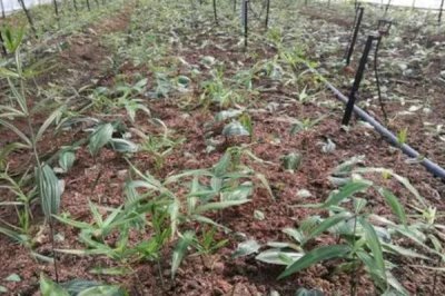 如何种植黄精,生长期间要及时除草