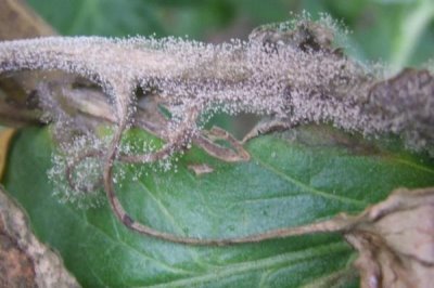 灰霉病的防治方法,栽种前必须进行土壤消毒