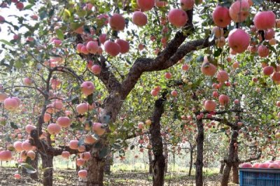 杨梅保花保果的方法,盛花期可喷施赤霉素