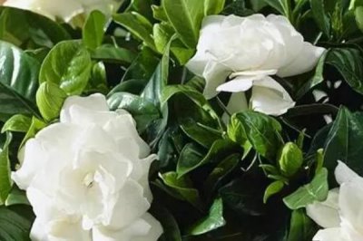 栀子花有哪些养殖要点，需定期施肥