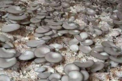 平菇出菇期管理技术,首先要调节好温度和湿度