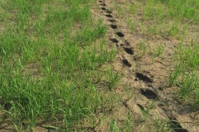 野香优2115水稻种子介绍,该品种基部叶叶鞘绿色