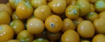 姑娘果的特点,是多年生草本植物