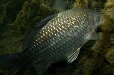 乌龙鲫的产地,该鱼种有“水中黑玫瑰”之称