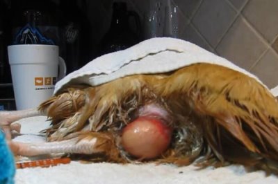 为什么鸡不知道躲雨,是因为鸡要借助淋雨代替排汗