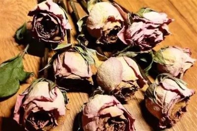 玫瑰的花期,在5-6月份