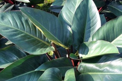 红钻花如何养殖,在生长过程中需要充足的光照