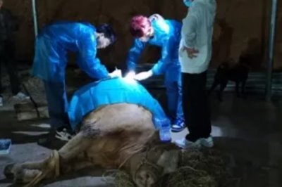 牛难产拉不出来如何处理，应及时采取手术助产措施