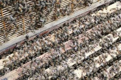 一箱蜜蜂的价格,通常需要300-600元左右