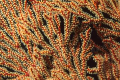 珊瑚藻的产地，在我国台湾分布种类较多