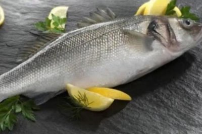 海鲈鱼和淡水鲈鱼有什么区别，海鲈鱼身体粗长、淡水鲈鱼呈纺锤形