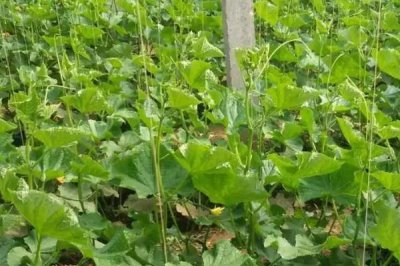 黄瓜留几个主枝好,一般留2-3个主枝即可