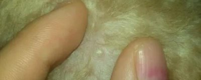 狗脖子上硬的肉疙瘩是什么，可能是药物引起的硬结或淋巴肿大等