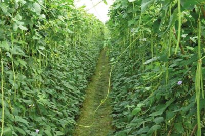 种植哪些蔬菜可以致富,青蒜、油麦菜、小白菜等品种均为适宜选择